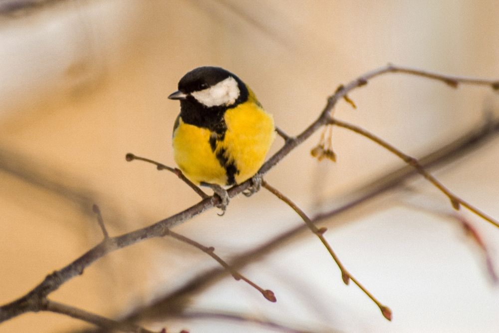 Photograph by Андрей Куракин