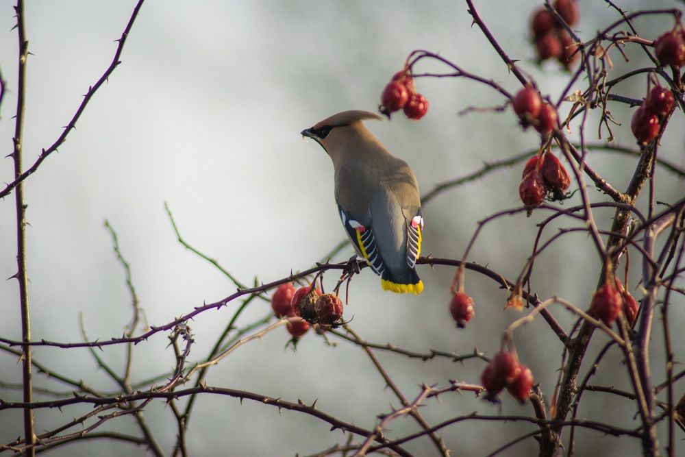 Photograph by Андрей Куракин