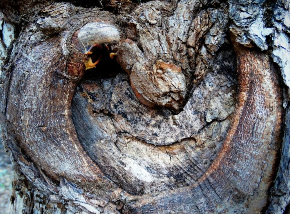 Чудо деревянное.