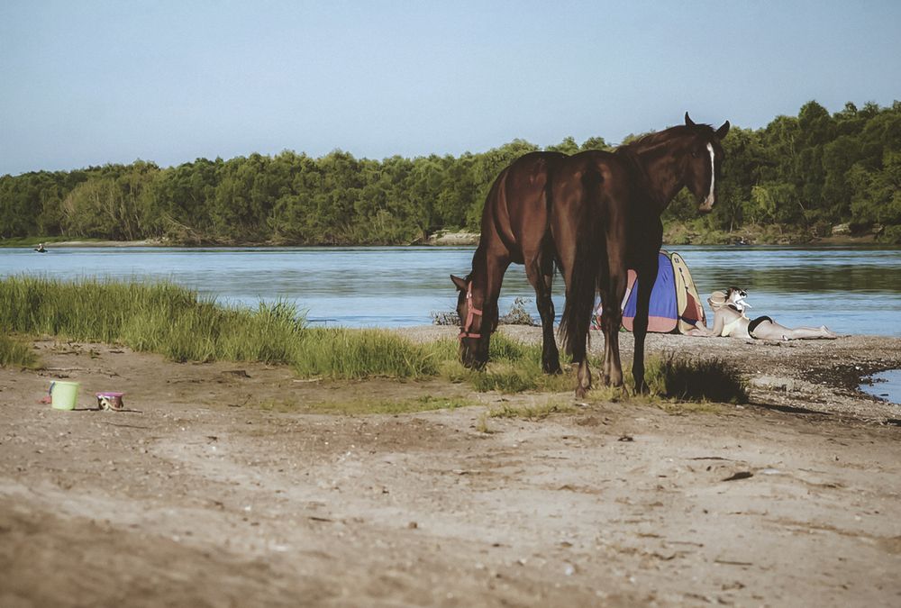 Лошади на пляже