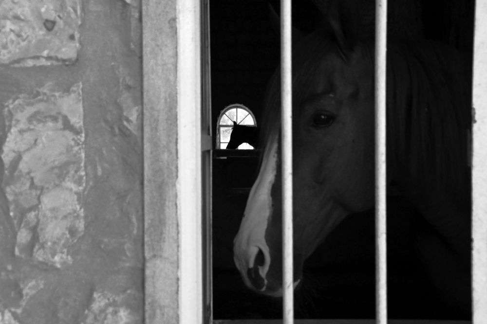 Photograph by Shaji Hussain