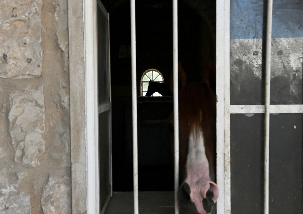 Photograph by Shaji Hussain