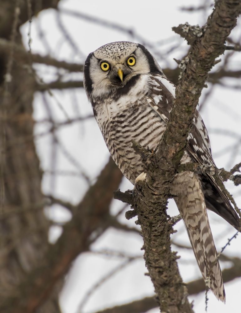 Photograph by Валентина Куренкова