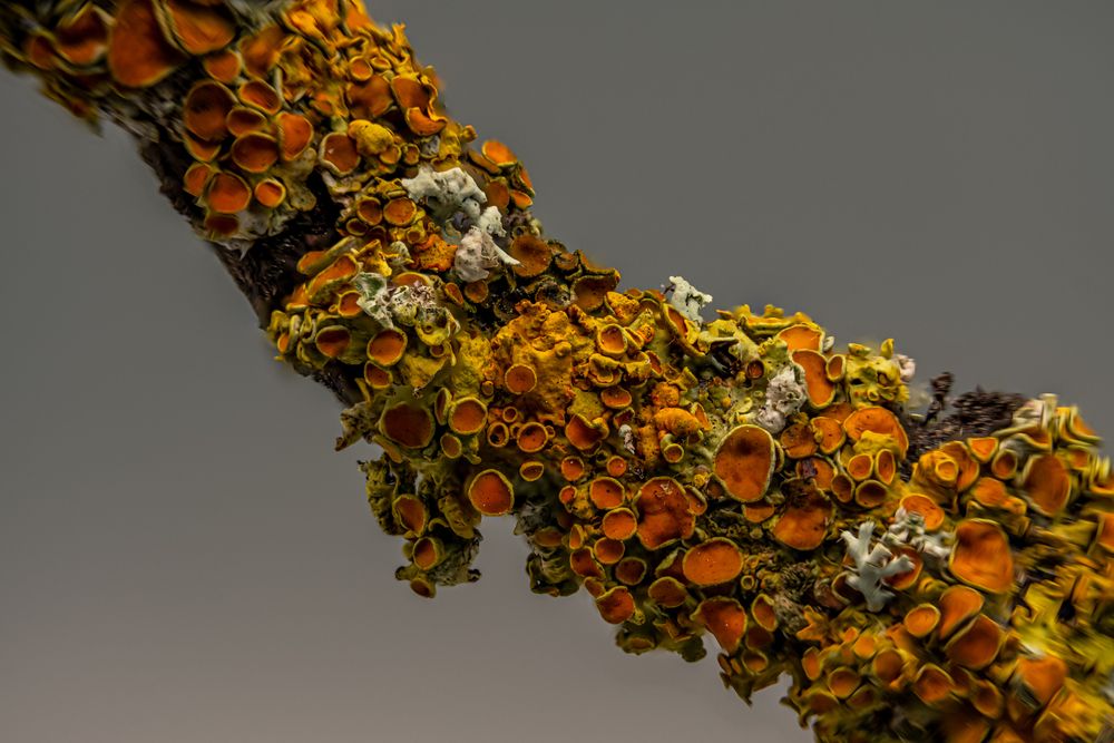 Photo #13124522