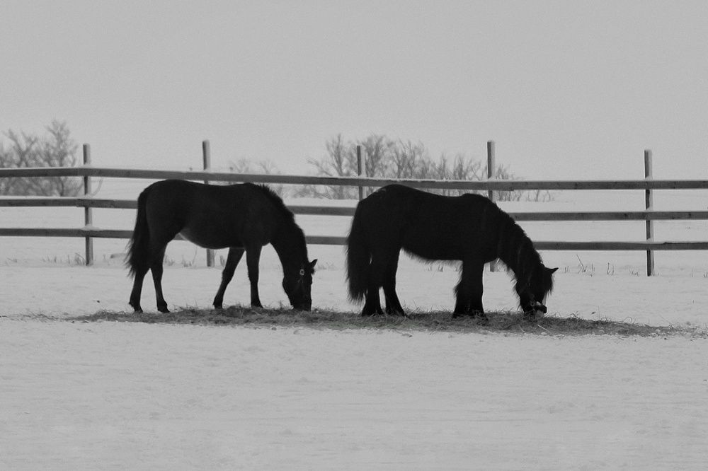 Photograph by Микрокосмос Владимир