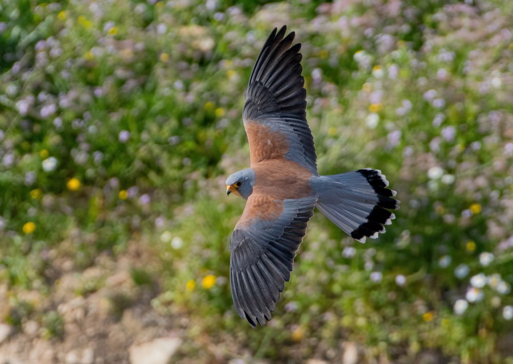 Photograph by Yacoub Muammar