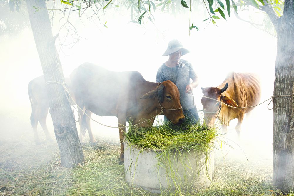 Photograph by Tran Thao