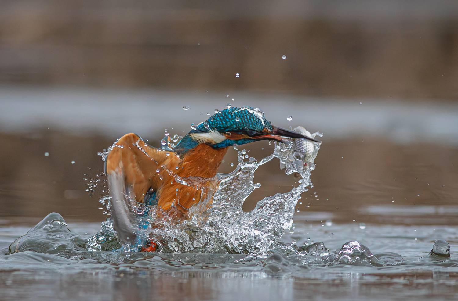 The Blue Flash: Triumph from the Depths The Blue Flash: Triumph from the Depths