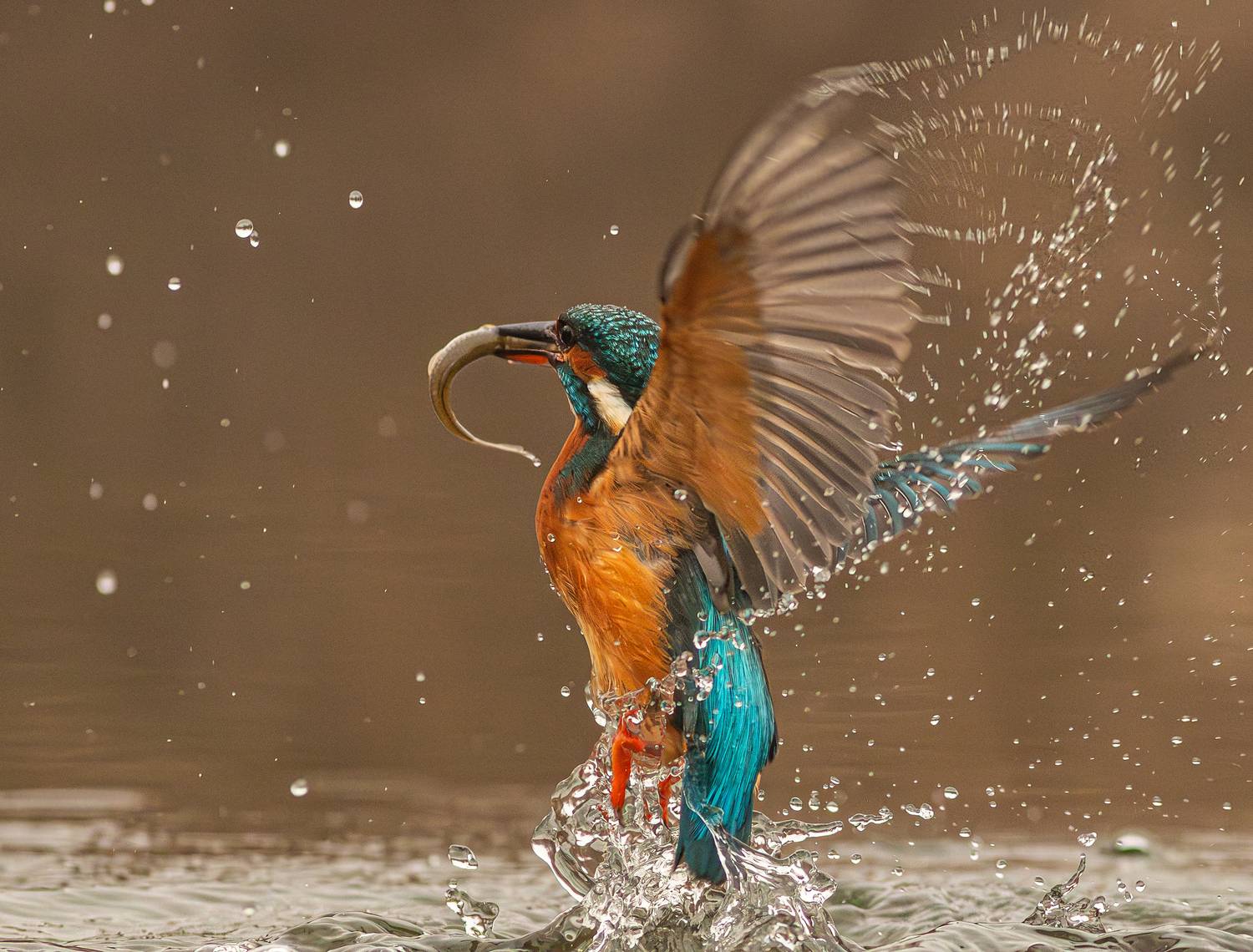 Kingfisher
