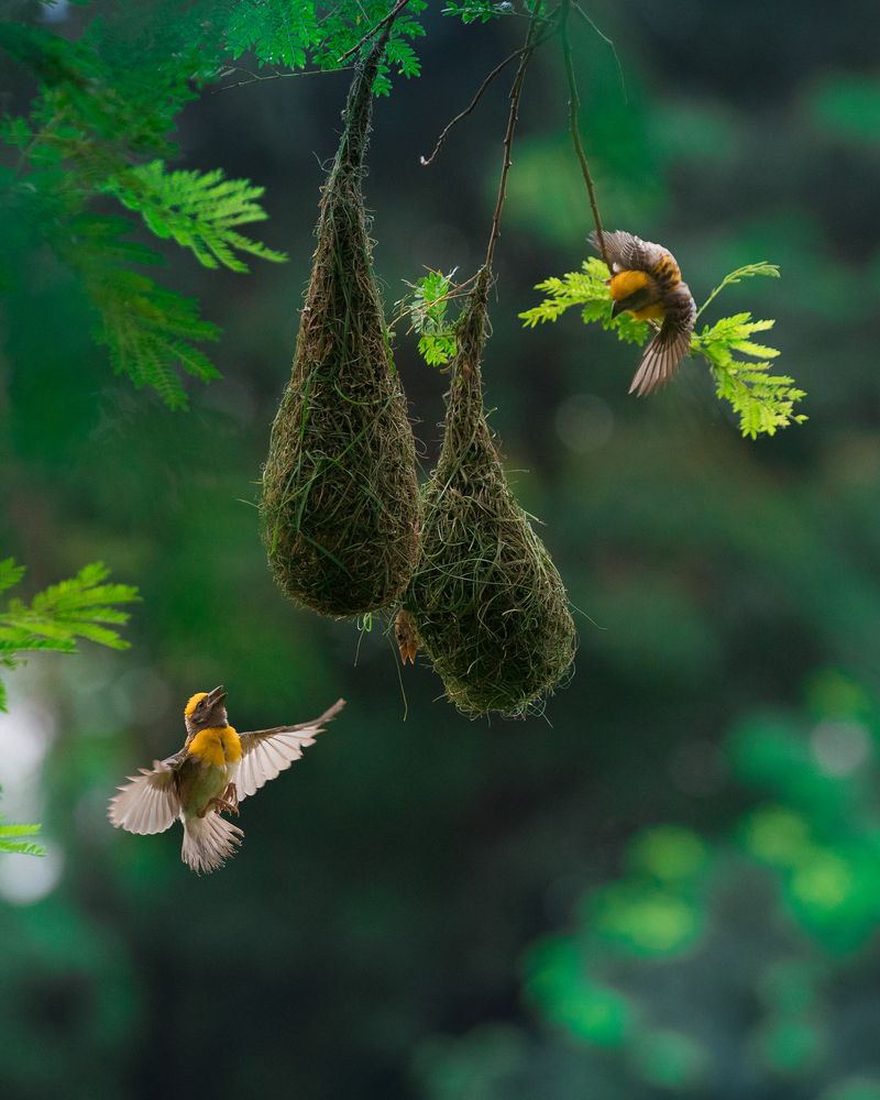Photograph by DHAIRYA SUBODH BHOIR