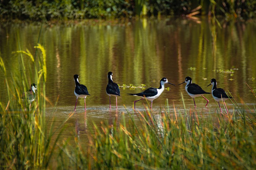 Photograph by Charlemagne Louvensky Wisner