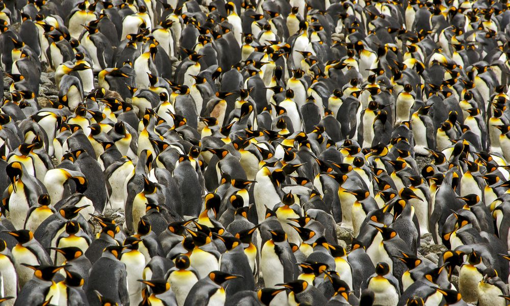 В колонии королевских пингвинов