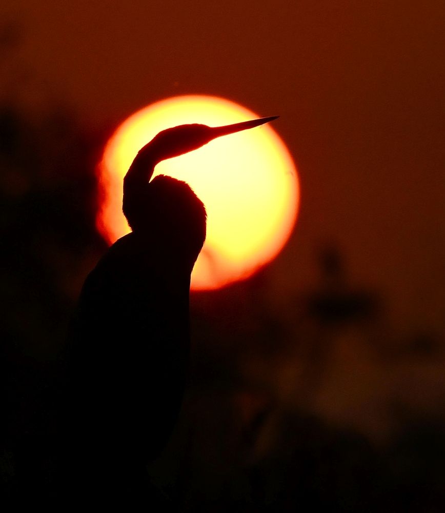 Фотография автора Olga Ольга Joshi Джоши