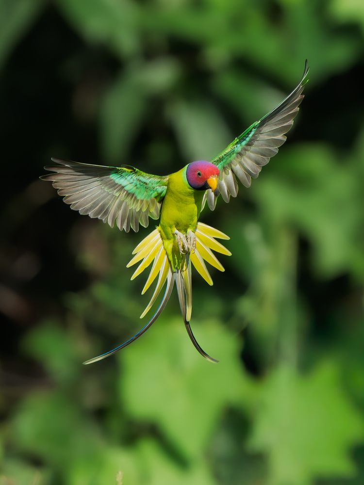 Photograph by Vipin P C