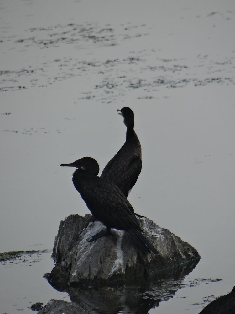 Photo #13125094