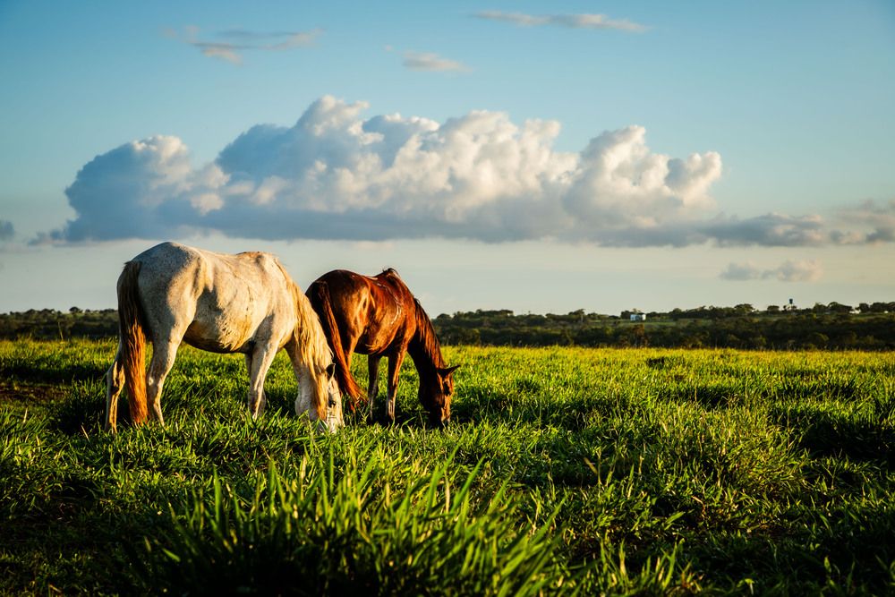 Фотография автора Marcelo Vaz