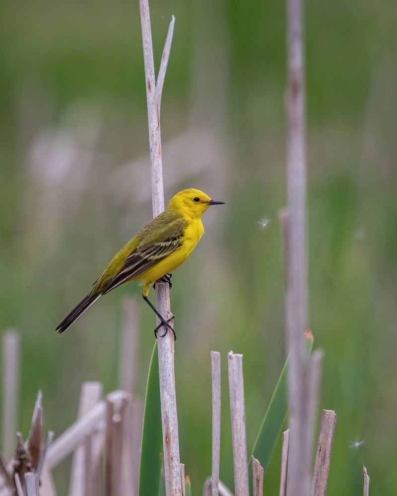 Жёлтоголовая трясогузка