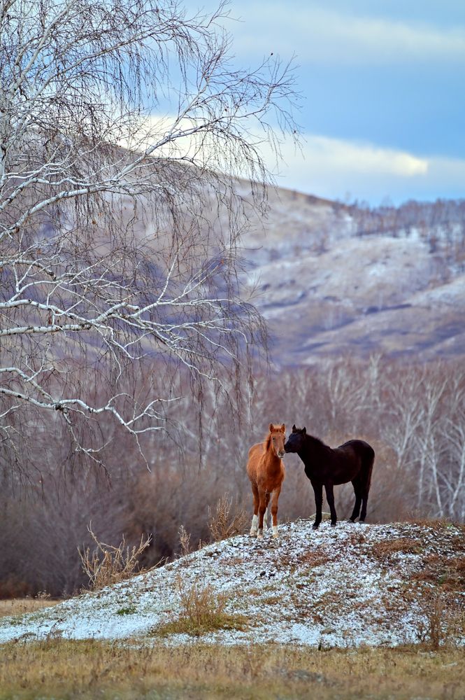 Photograph by Алла Кожевникова