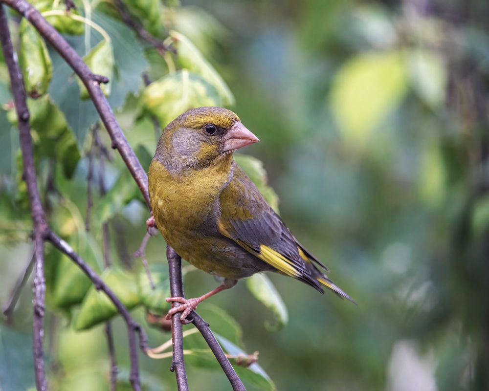 Зеленушка (самец)