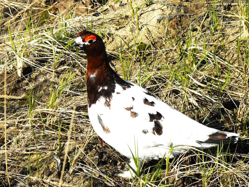 Photograph by Николай Горбачёв