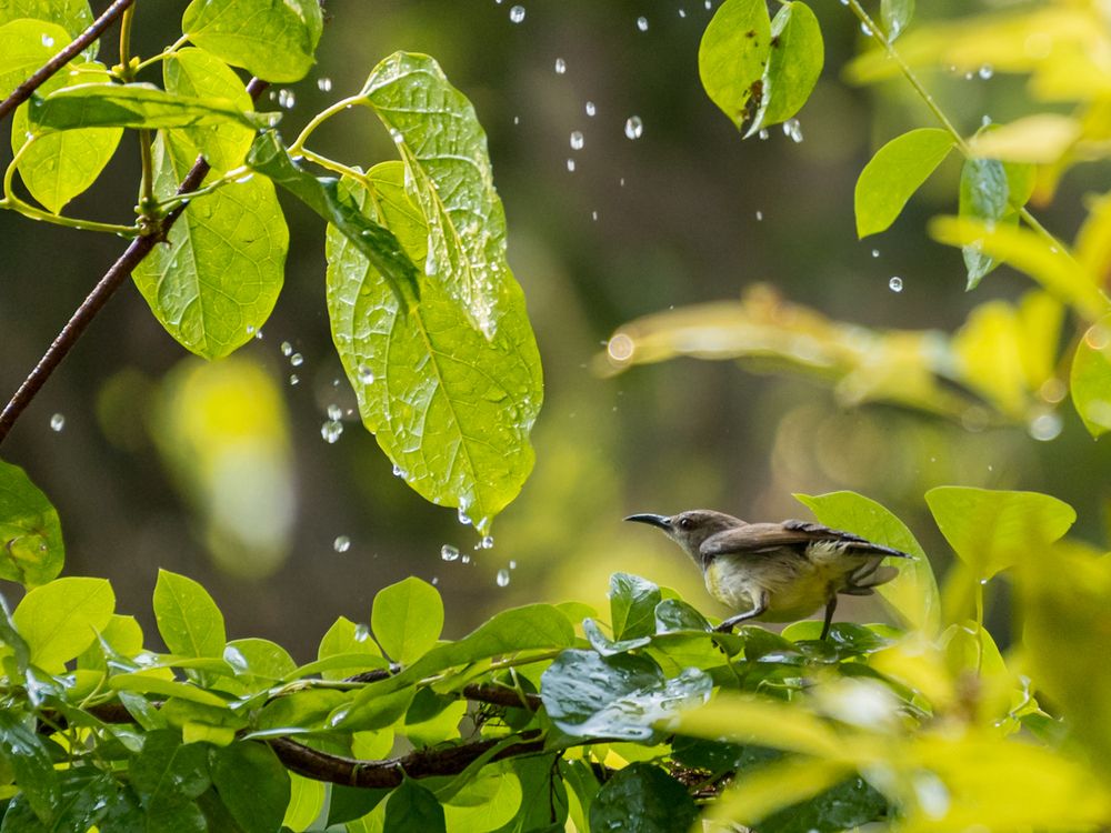Purple rumped sunbird - female