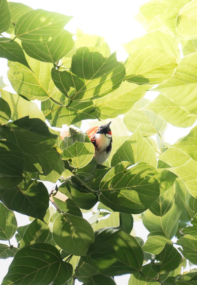 Red- whiskered bulbul