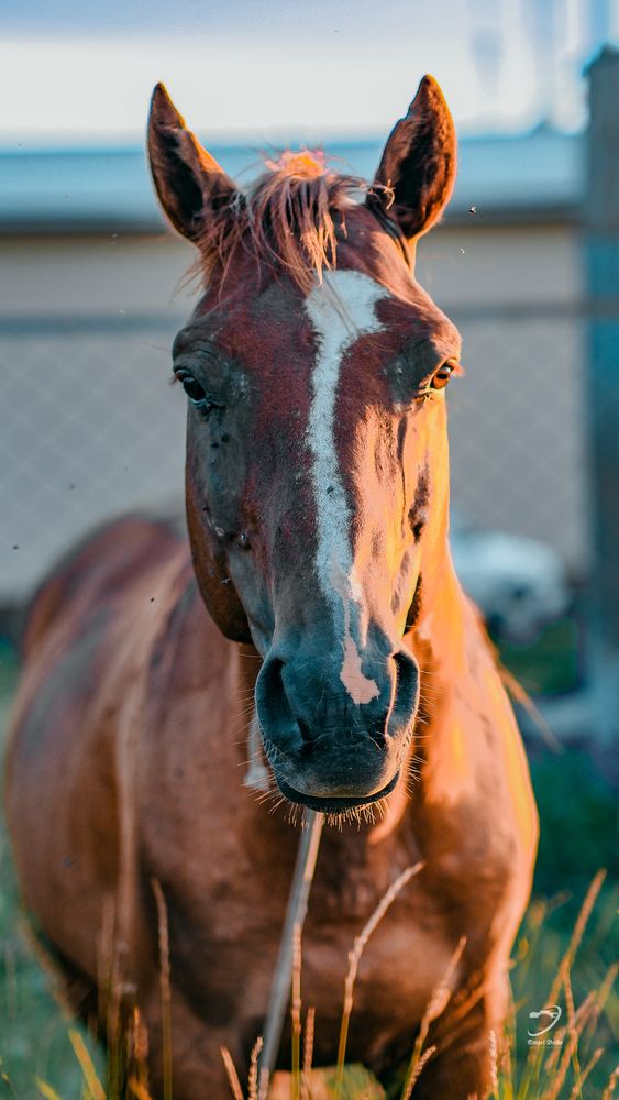 Photograph by Sergey Boiko