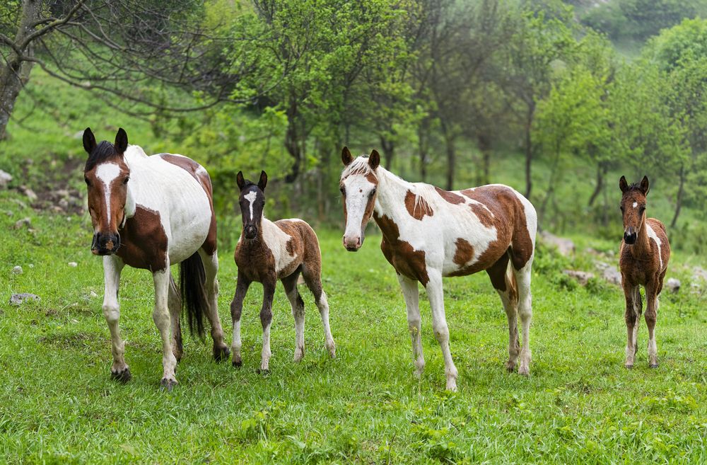 Фотография автора Davit Mohrabyan