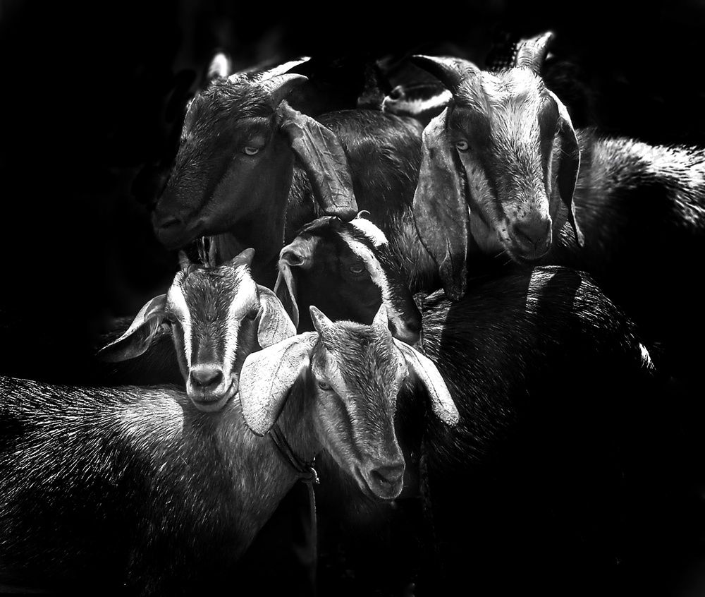 Фотография автора Mohammed Rifatul Alam Siam
