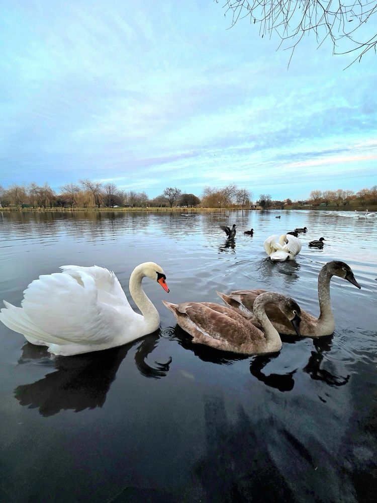 Фотография автора Elena Polonetskaya