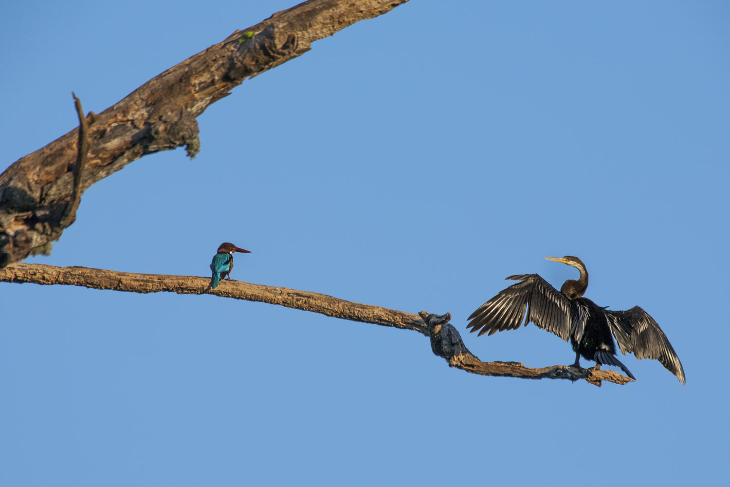 Photo #13125643