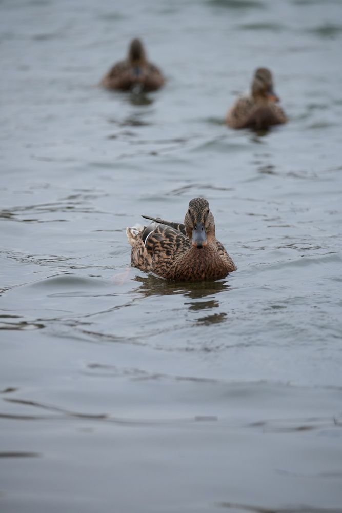 Photograph by Алексей Морозов