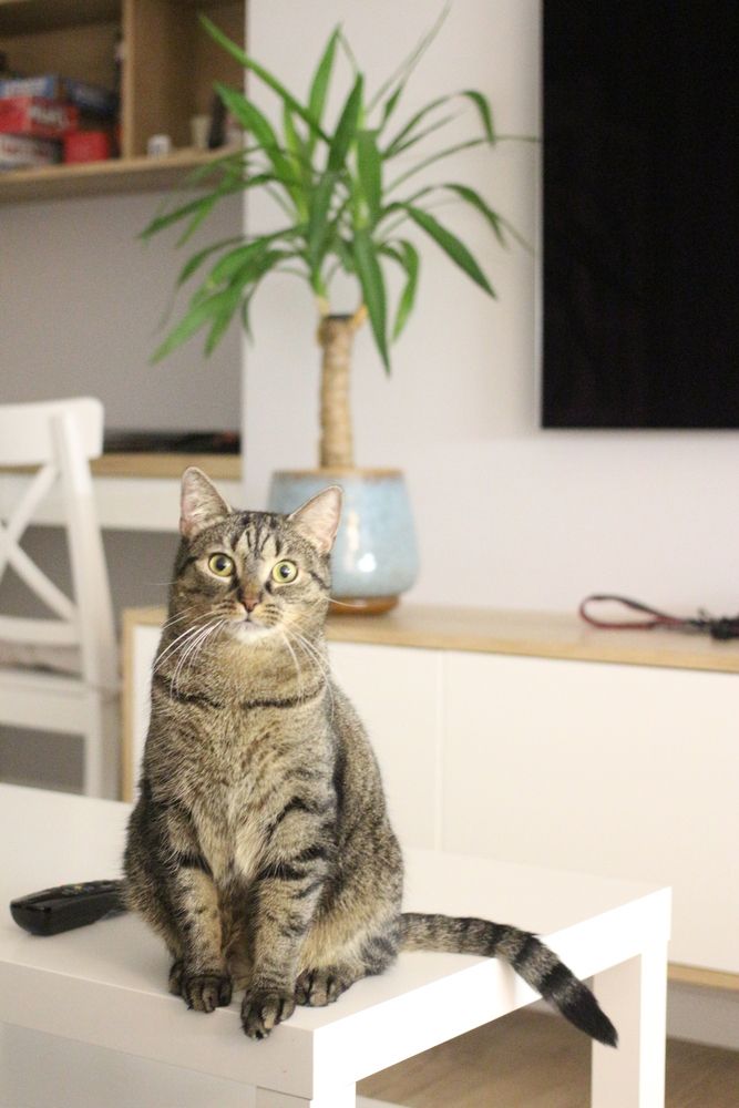 Photo #13125727