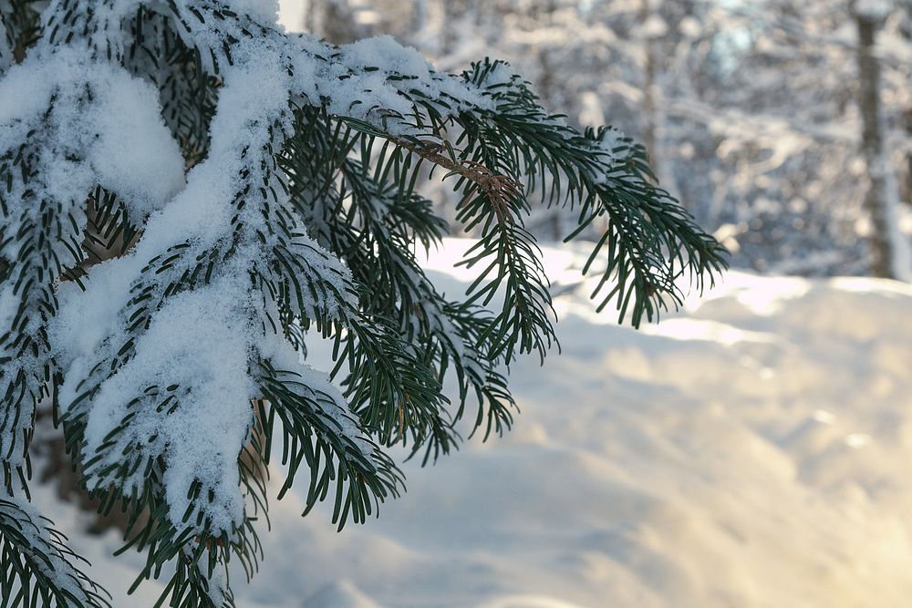 Фотография автора Антонина Кузнецова
