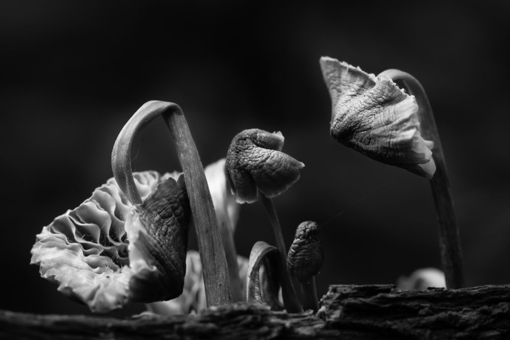 Фотография автора Соварцева Ксения