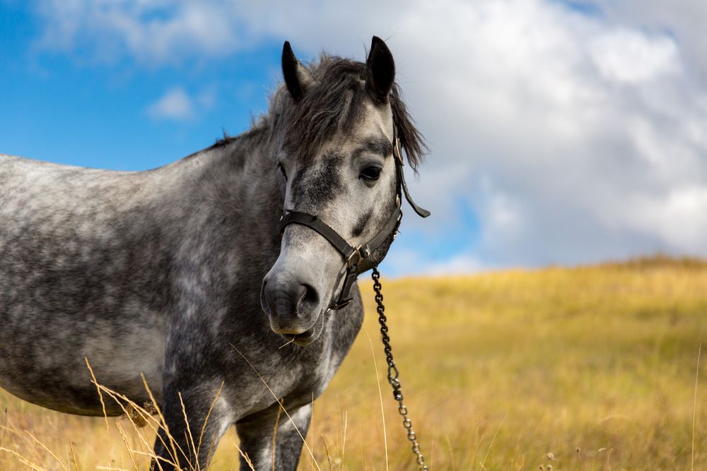 Photograph by Максим Шелякин