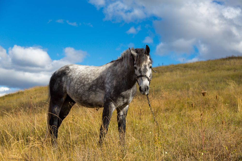 Photograph by Максим Шелякин