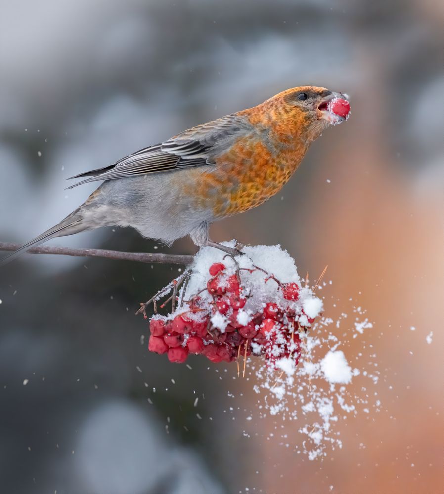 Photograph by Дарья