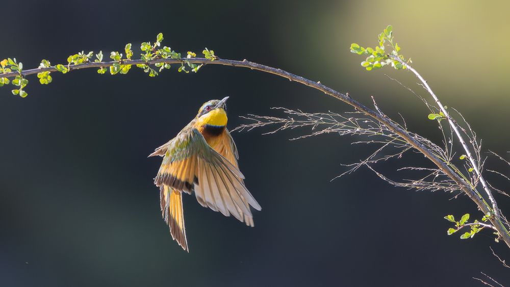 Photograph by Sanjay Risbood