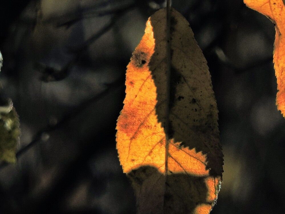 Photograph by Николай Боярин