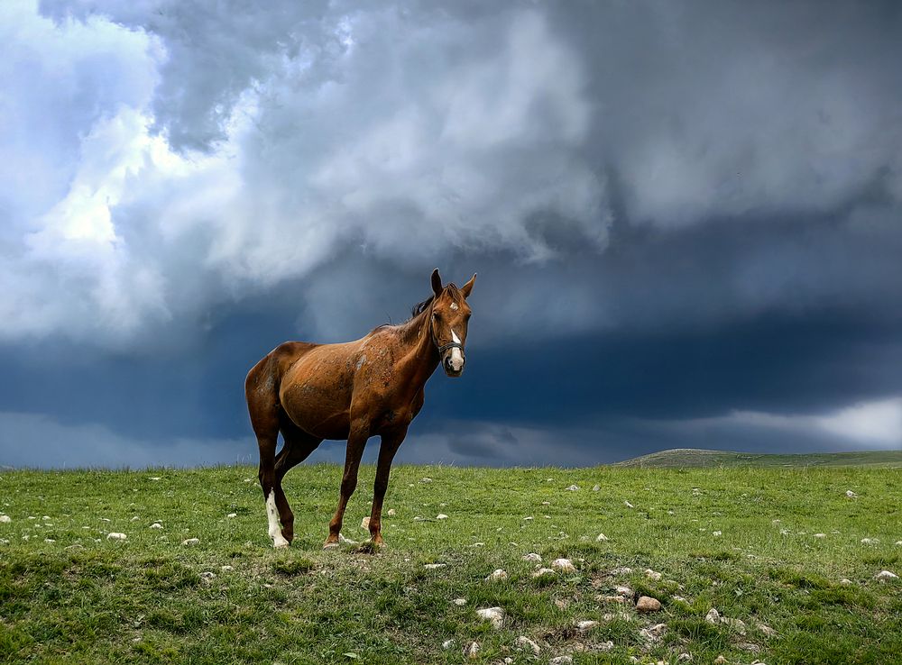 Конь и стихия