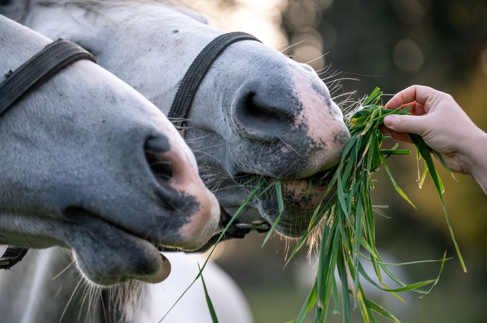 Photograph by Svetlana Soboleva