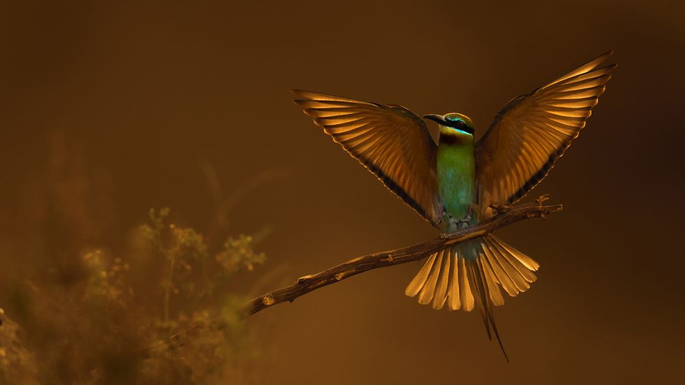 Photograph by Ronak Joshi