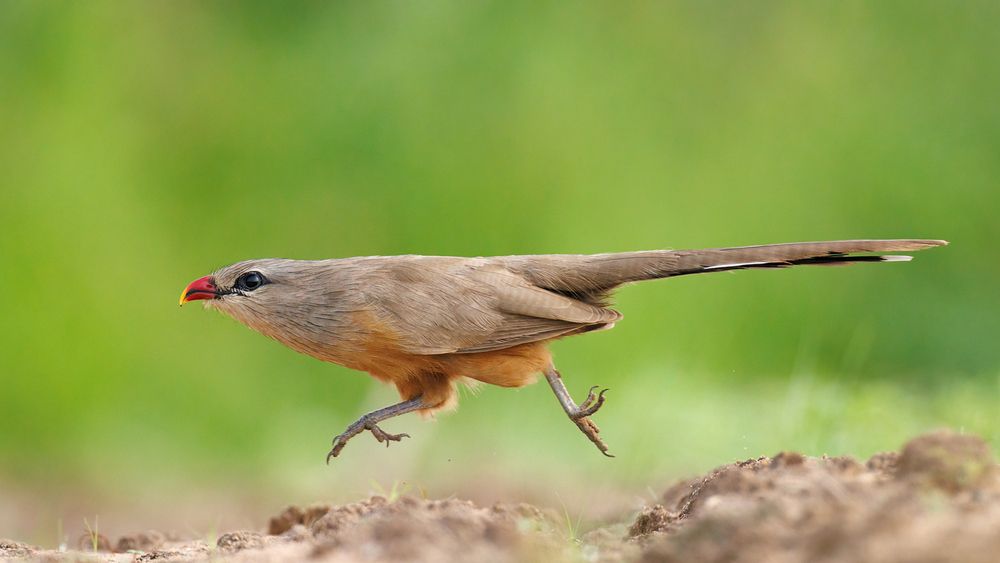 Photograph by Ronak Joshi