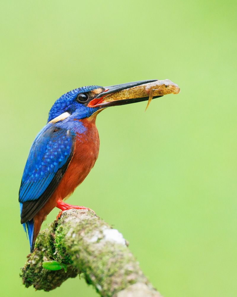 Photograph by Ronak Joshi