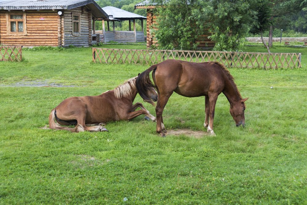 Фотография автора Наталья Дроздова