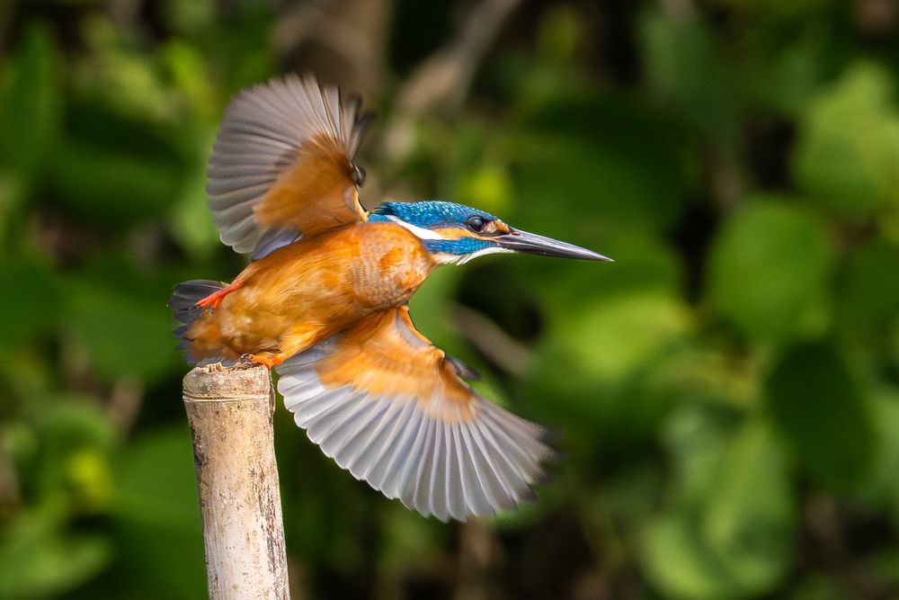 Photograph by Sanjay Risbood