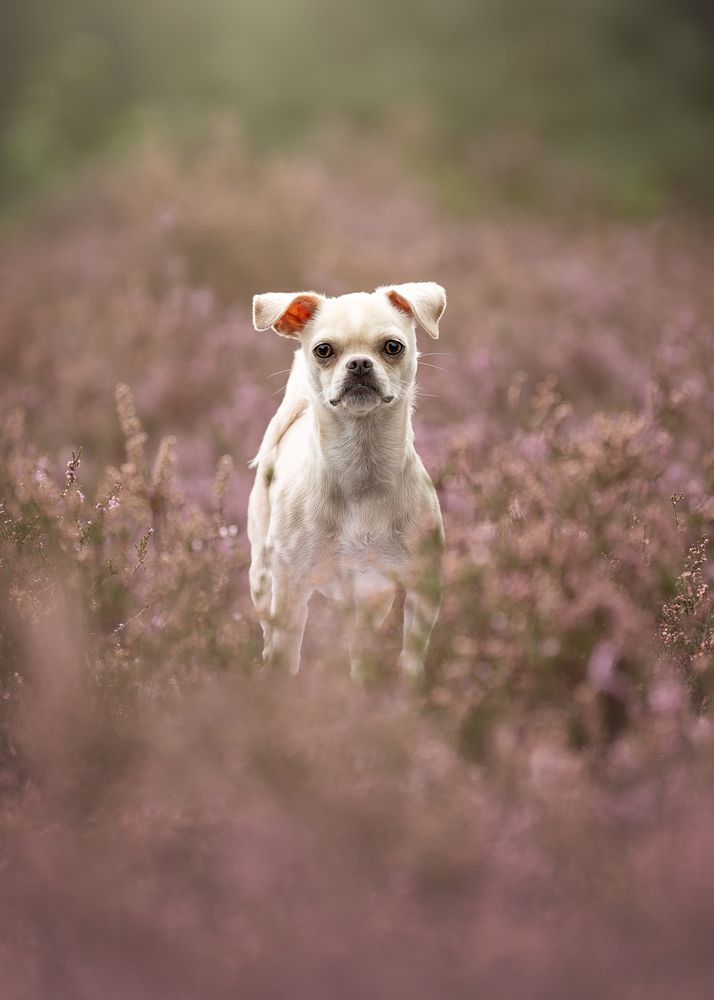 Photograph by Jettie Roest