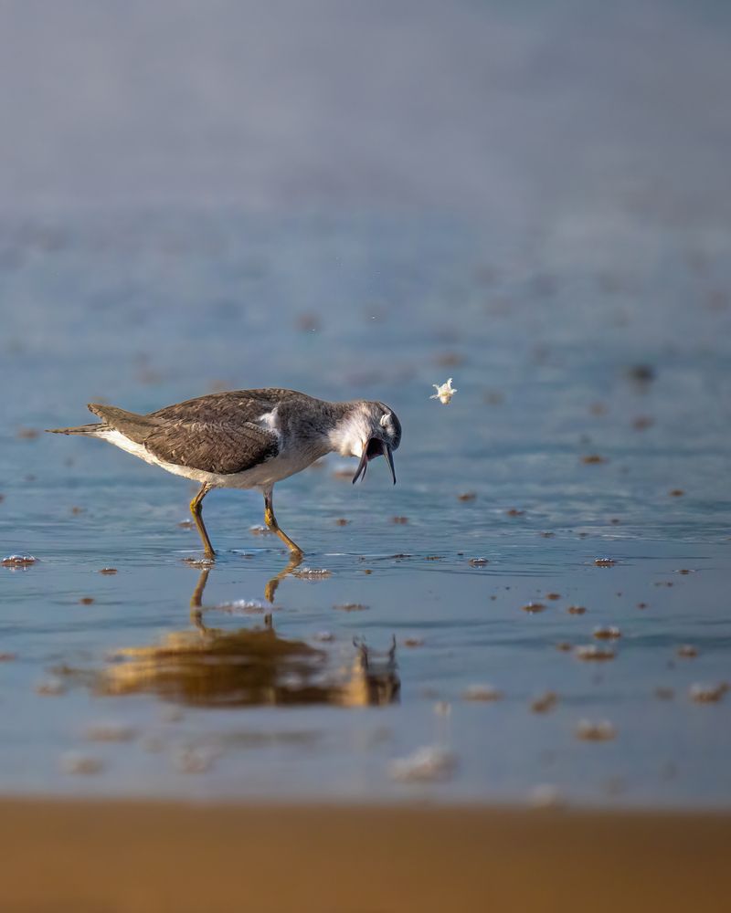 Фотография автора JISHNUDEV PULINKUZHY