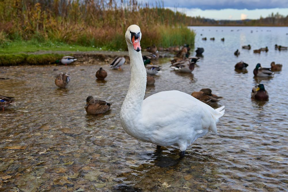Photograph by Воробьева Людмила